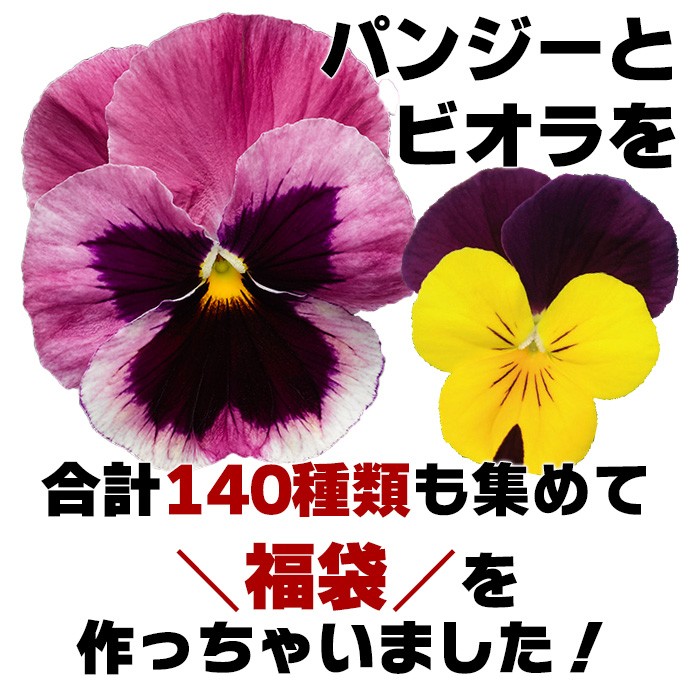 送料無料 パンジー ビオラ 福袋 合計140種類も集めた福袋 色お任せ24苗セットでお届け Suna Pvfuku ゲキハナ初心者さんのお花屋さん 通販 Yahoo ショッピング