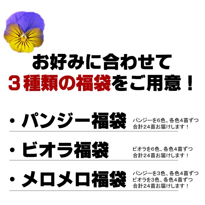 送料無料 パンジー ビオラ 福袋 合計140種類も集めた福袋 色お任せ24苗セットでお届け Suna Pvfuku ゲキハナ初心者さんのお花屋さん 通販 Yahoo ショッピング