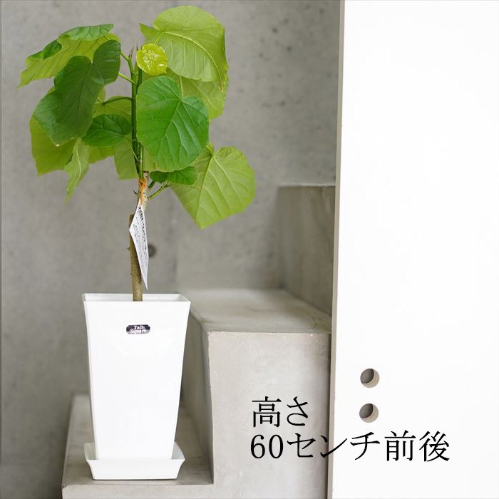 観葉植物 フィカス ウンベラータ 6号 高さ約60cm 鉢植え インテリア