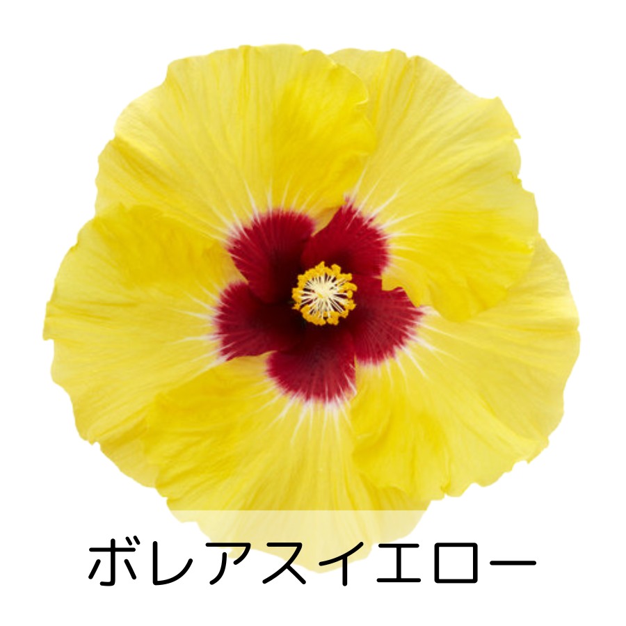 ハイビスカス ロングライフ 5号鉢 全21種 2鉢まで同梱OK 3日咲く