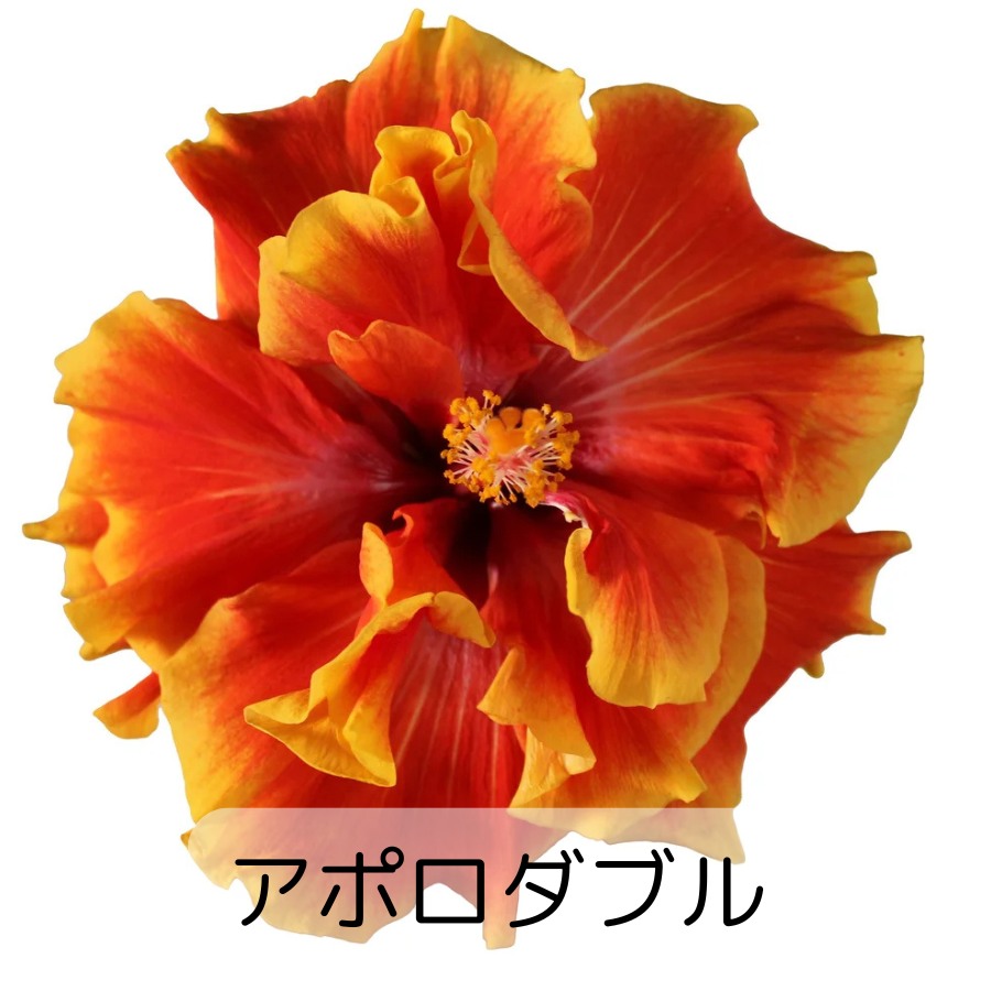 ハイビスカス ロングライフ 5号鉢 全21種 2鉢まで同梱OK 3日咲く