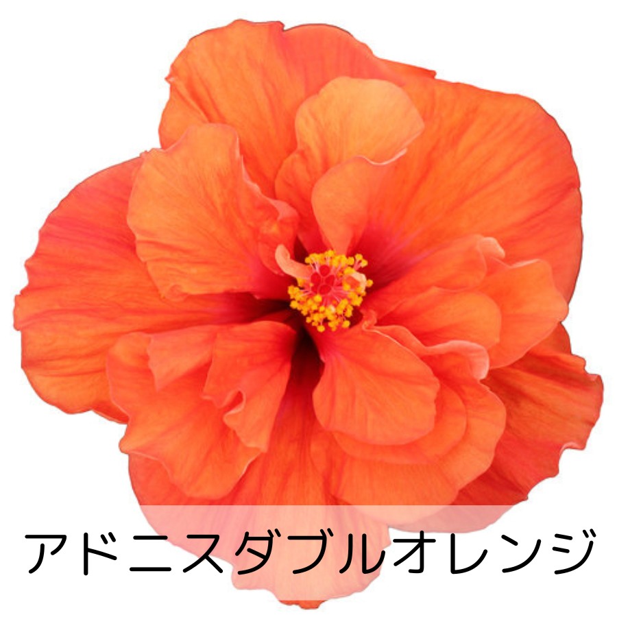 ハイビスカス ロングライフ 5号鉢 全21種 2鉢まで同梱OK 3日咲く