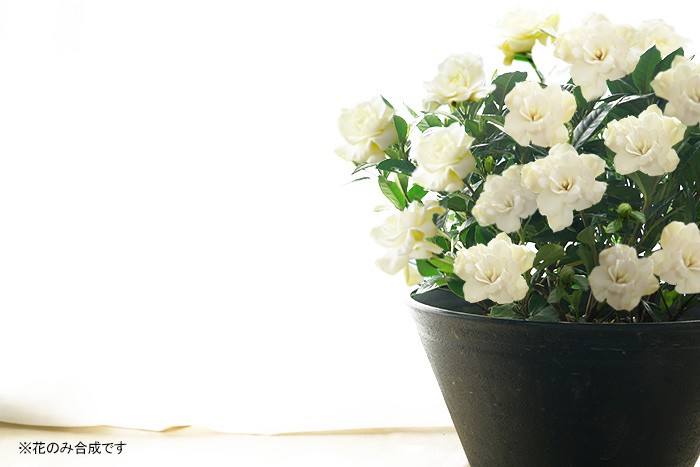 クチナシ くちなし 鉢植え ギフト 鉢花 送料無料 9号 直径27センチ 鉢 大鉢に咲き誇る香りの鉢植え Takehara Kuchi9 ゲキハナ初心者さんのお花屋さん 通販 Yahoo ショッピング クチナシ くちなし 鉢植え ギフト 鉢花 送料無料 9号 直径27センチ 鉢 大鉢に咲き誇る香りの鉢植え Takehara Kuchi9 ゲキハナ初心者さんのお花屋さん 通販 Yahoo ショッピング