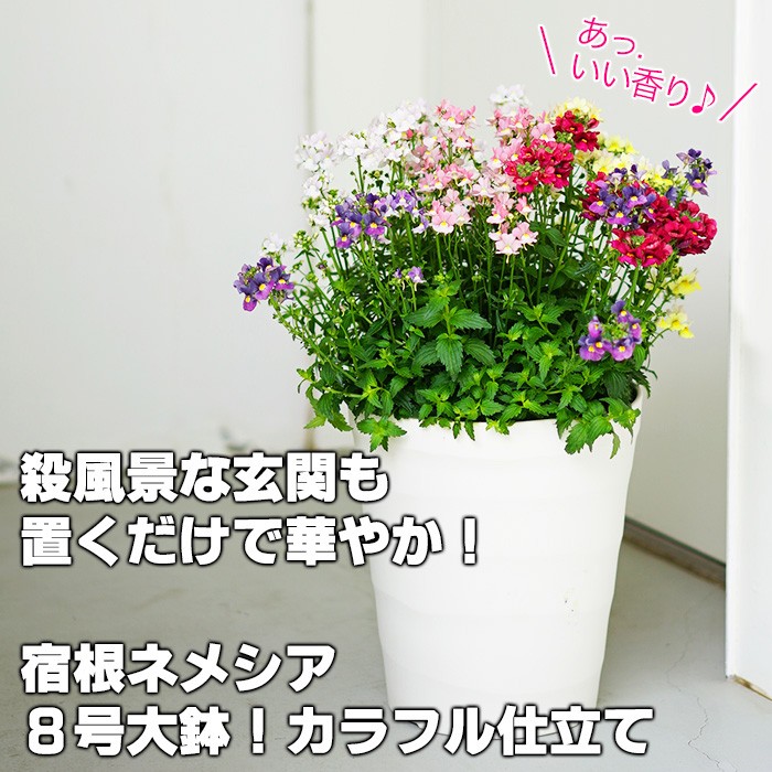 送料無料 宿根 ネメシア 8号大鉢 殺風景な玄関も置くだけで華やか カラフル仕立て 鉢花 鉢植え 寄せ植え 販売 Yokota Neme8 ゲキハナ初心者さんのお花屋さん 通販 Yahoo ショッピング