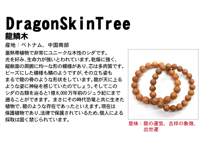 龍鱗木 (りゅうりんぼく) 10mm ブレスレット ベトナム産 Dragon skin 