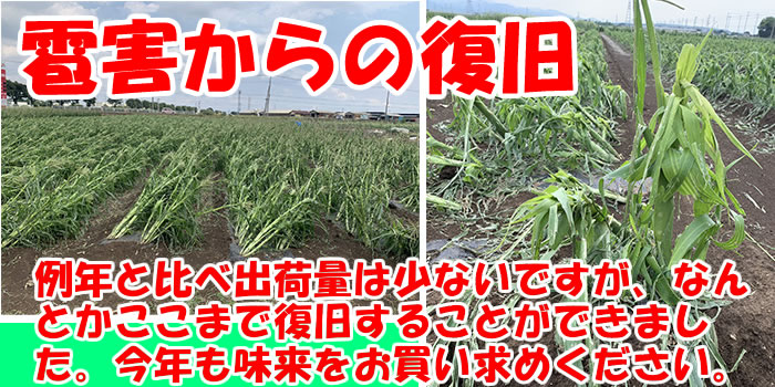 道の駅おかべ げんき野菜王国 - Yahoo!ショッピング 道の駅おかべ げんき野菜王国 - Yahoo!ショッピング