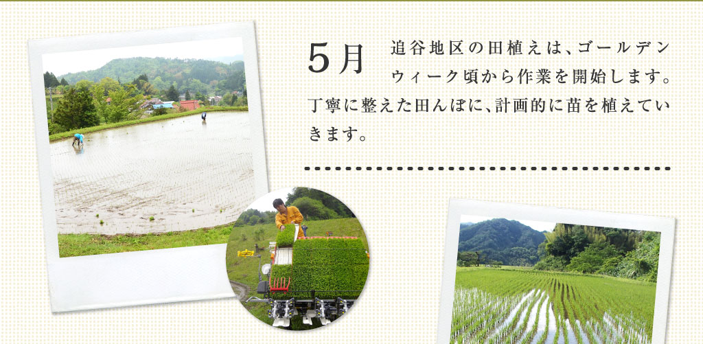 5月 追谷地区の田植えは、ゴールデンウィーク頃から作業を開始します。丁寧に植えた田んぼに、計画的に苗を植えていきます。