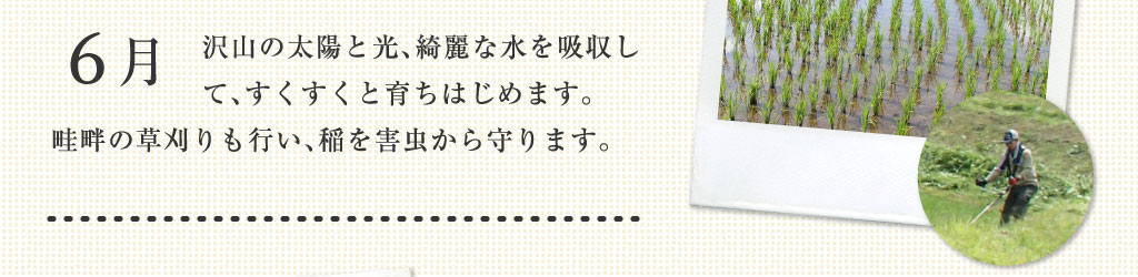 6月 沢山の太陽と光、綺麗な水を吸収して、すくすくと育ち始めます。湖畔の草刈りも行い、稲を害虫から守ります。