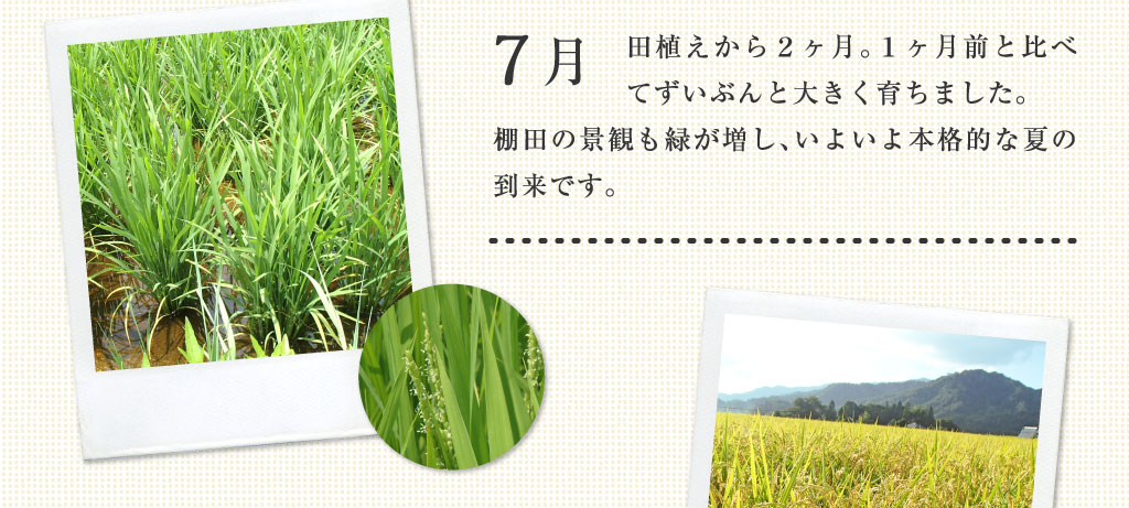 7月 田植えから2ヶ月。1ヶ月前と比べてずいぶん大きく育ちました。棚田の景観も緑が増し、いよいよ本格的な夏の到来です。