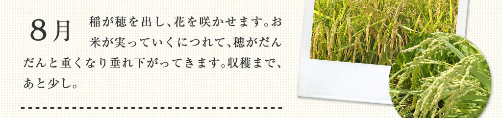 8月 稲が穂を出し、花を咲かせます。お米が実っていくにつれて、穂がだんだんと重くなり垂れ下がってきます。収穫まで、あと少し。