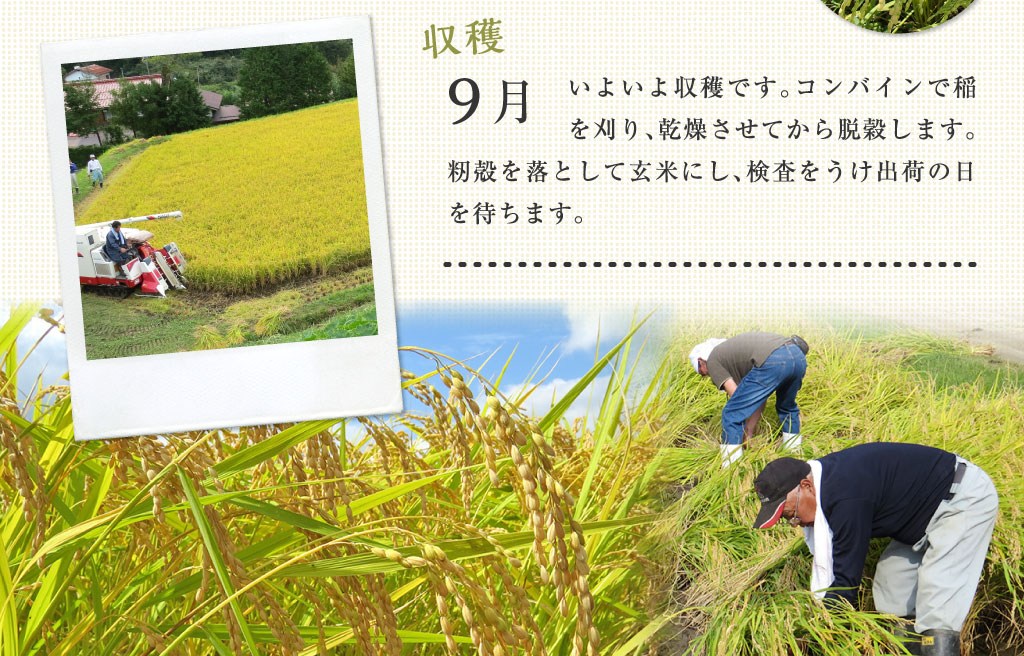 9月 いよいよ収穫です。コンバインで稲を刈り、乾燥させてから脱穀します。籾殻を落として玄米にし、検査をうけ出荷の日を待ちます。