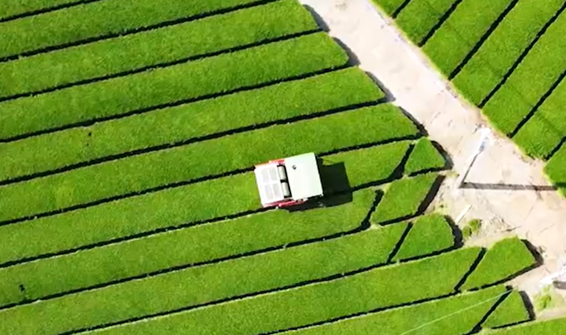 小野園茶畑写真