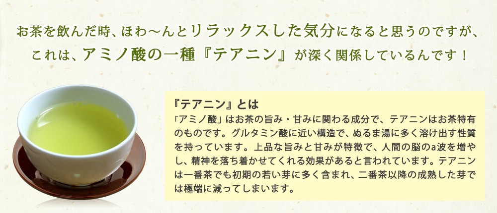 棒茶新茶