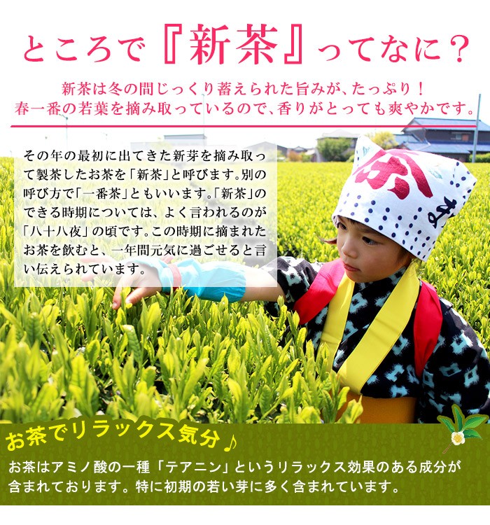 棒茶新茶