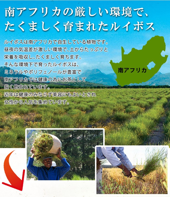 ルイボスティー4