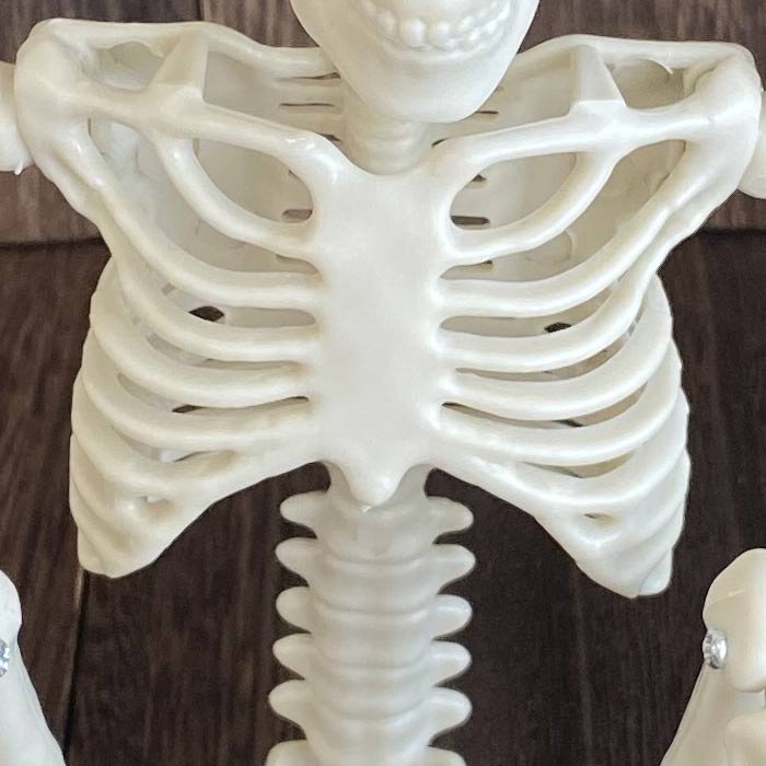 骸骨 ガイコツ フィギュア 36cm おもちゃ どくろ インテリア ホラー