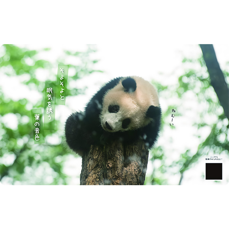 2024Calendar 壁掛けカレンダー2024年 シャンシャンパンダ川柳 高氏貴博 パンダ スケジュール APJ 動物写真 書き込み 通販 