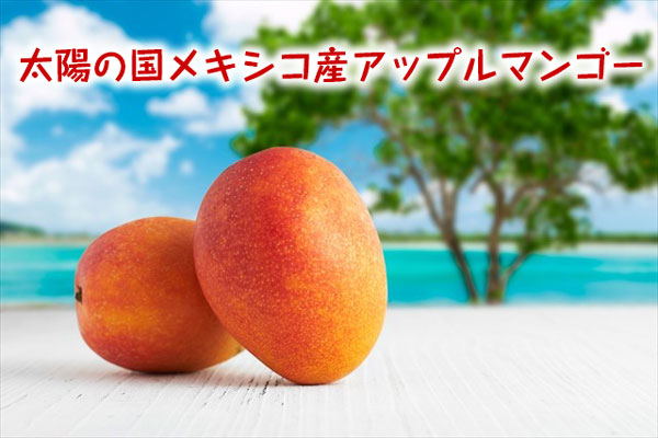 メキシコ産 6個 アップル マンゴー