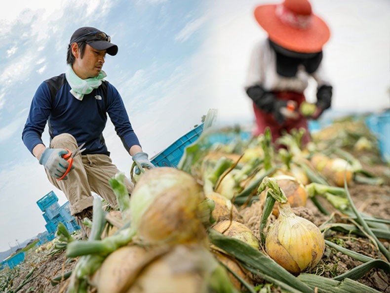 淡路島【玉ねぎ5】たまねぎ1箱あわじ島産タマネギ家庭用・ギフト・お中元でもOK・送料無料