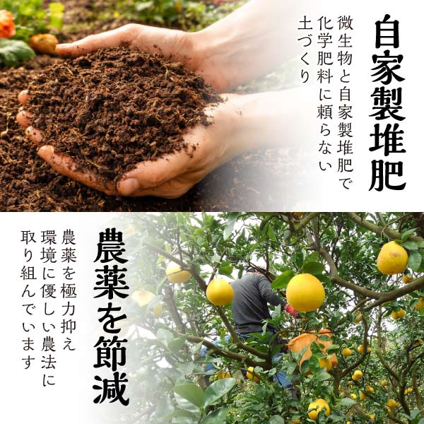 訳あり 愛媛 河内晩柑 10kg 大玉 2L〜3Lサイズ混合(バラ詰め) 宇和