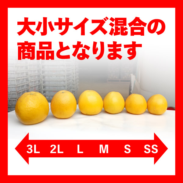 訳あり 愛媛 河内晩柑 10kg 大玉 2L〜3Lサイズ混合(バラ詰め) 宇和