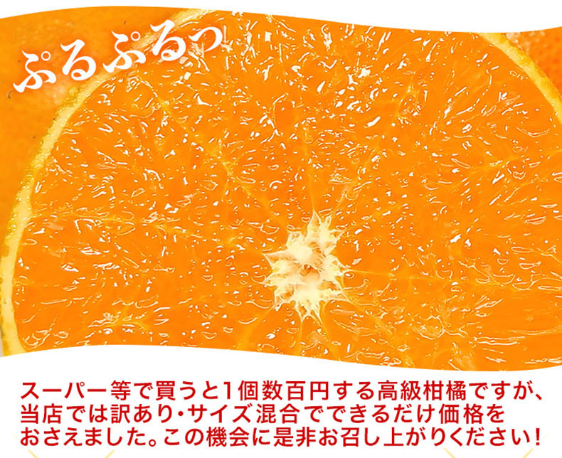 愛媛 訳あり せとか1