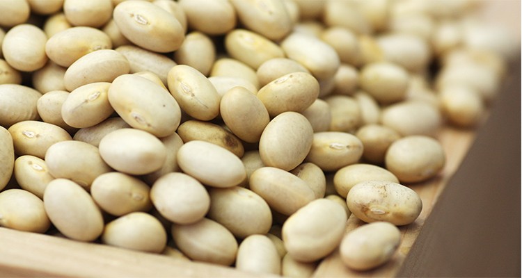 まるごとみかん大福5