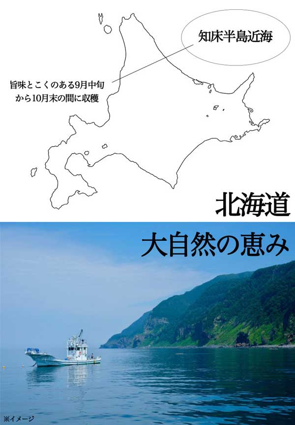 いくら醤油漬け 250g  鮭卵　北海道産