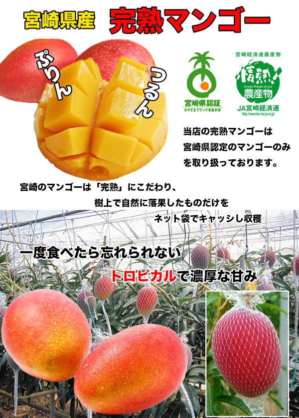 宮崎マンゴー　宮崎 完熟マンゴー　4Lサイズ 大玉　2個入（完熟アップルマンゴー）
