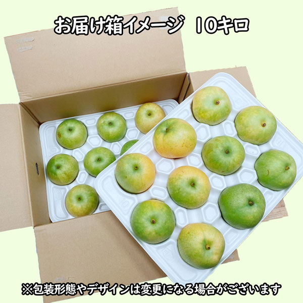20世紀 梨 東郷 訳あり 鳥取県産 二十世紀 約10Kg