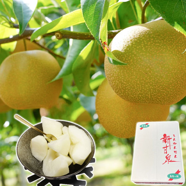 梨 新甘泉 ナシ 高糖度