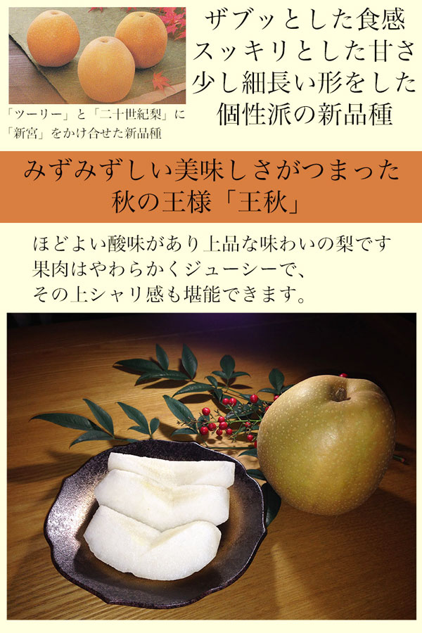 鳥取県産 梨 赤秀 5kg 王秋梨 家庭用 