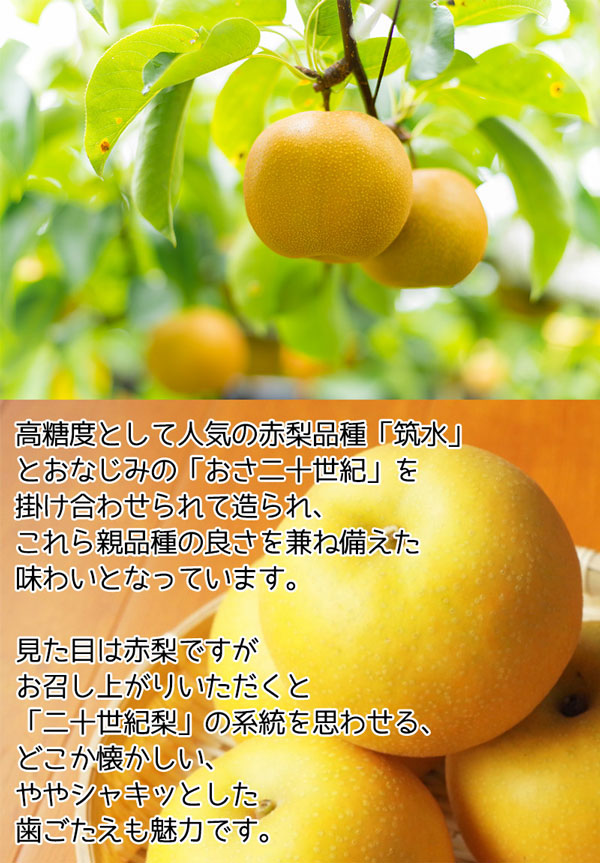梨 新甘泉 ナシ 高糖度