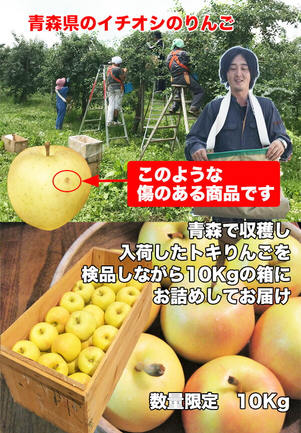 青森県産 トキ りんご 10kg 訳あり・ご家庭用 サイズ大小混合