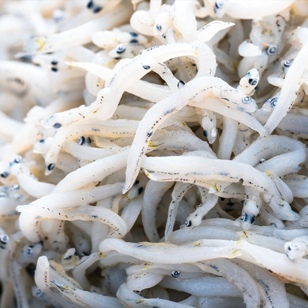 しらす干し 訳あり 1kg 新物 しらす干し 国産