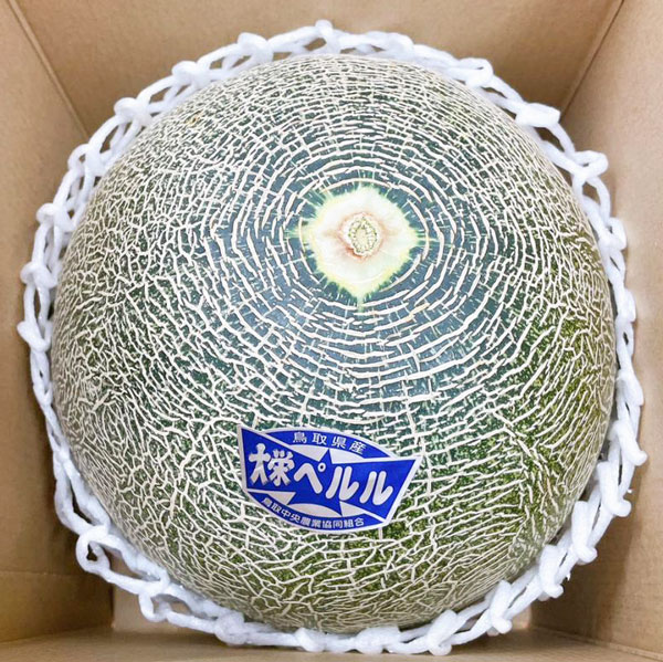 ペルルメロン 肥後グリーンメロン 4Lサイズ 化粧箱 1玉入 マスクメロン ネットメロン