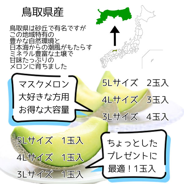 ペルルメロン 肥後グリーンメロン 4Lサイズ 化粧箱 1玉入 マスクメロン ネットメロン