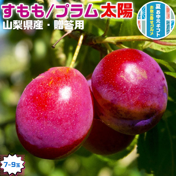 すもも プラム 太陽 きよう 山梨県産 すもも太陽 1箱 7-9玉入   贈答用