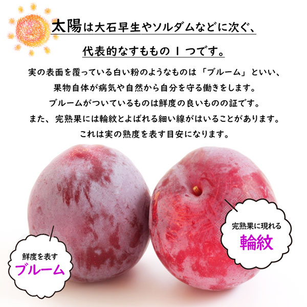 すもも プラム 太陽 きよう 山梨県産 すもも太陽 1箱 7-9玉入   贈答用