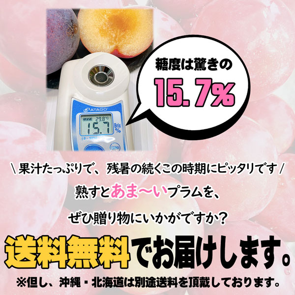 すもも プラム 太陽 きよう 山梨県産 すもも太陽 1箱 7-9玉入   贈答用