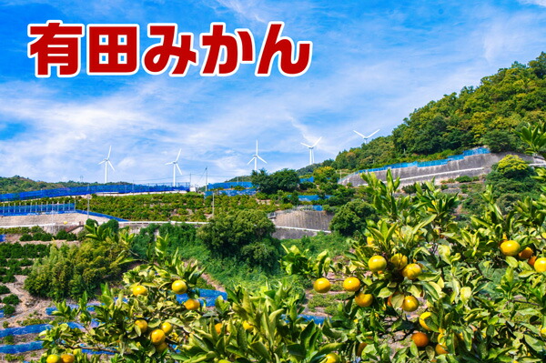 訳山鷹みかん　5kg　訳あり　Mサイズ(有田みかん) 家庭用・傷あり