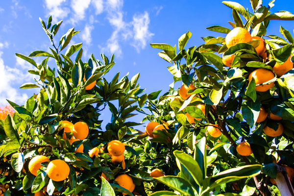 訳山鷹みかん　5kg　訳あり　Mサイズ(有田みかん) 家庭用・傷あり
