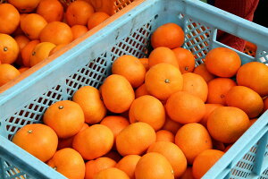 訳山鷹みかん　5kg　訳あり　Mサイズ(有田みかん) 家庭用・傷あり