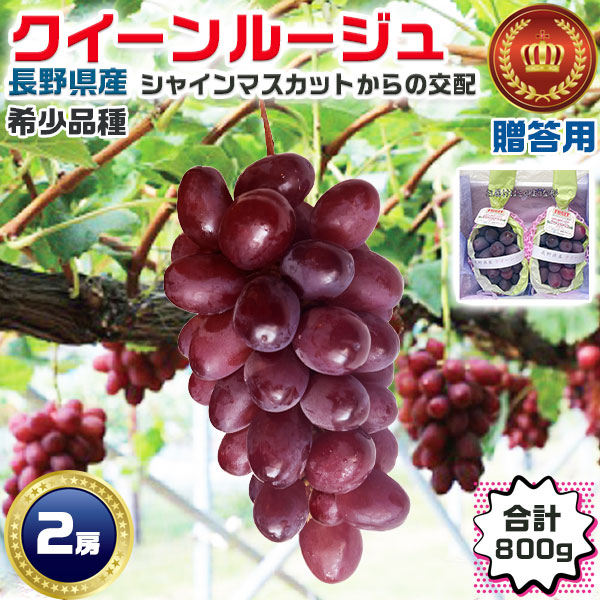 長野ぶどう クイーンルージュ 2房入 （合計800g）贈答用 化粧箱入り 品種 長野県産 シャインマスカット と ユニコーンの交配品種 フルーツ 果物