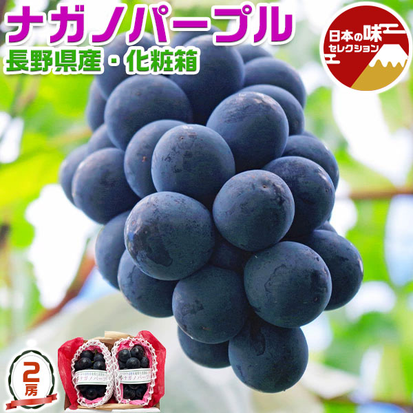 長野県産 ナガノパープル 化粧箱 2房入 合計1kg~1.2Kg JAの正規品 葡萄 黒ぶどう 大粒 皮ごと食べる クール便 高級 フルーツ プレゼント ギフト