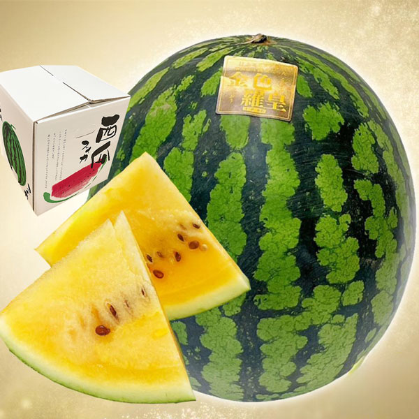 金色羅皇 苗の商品一覧 通販 - Yahoo!ショッピング