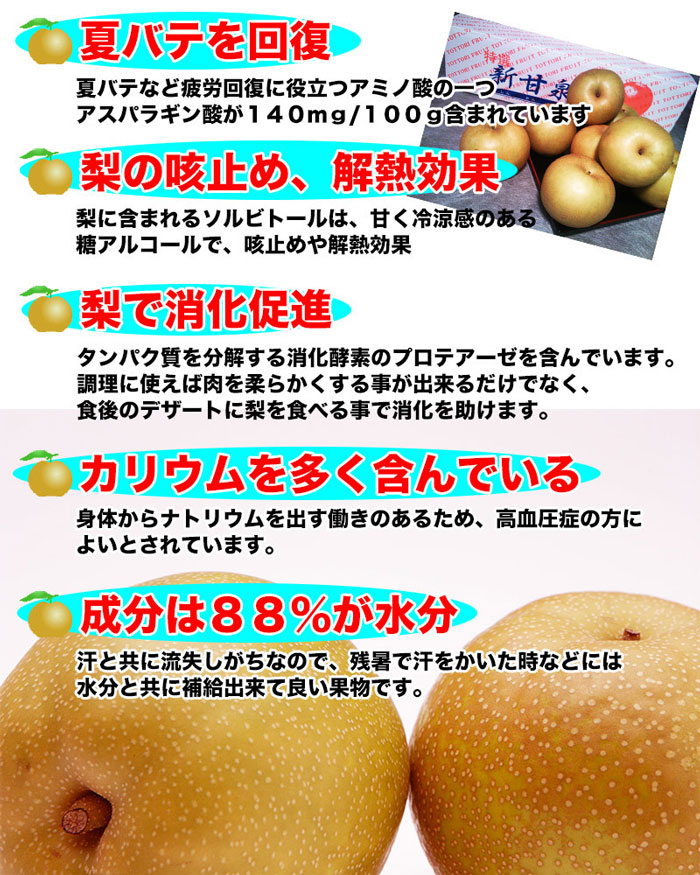鳥取 新甘泉 梨 秀品 5kg 6玉〜10玉入 糖度14度前後 贈答用