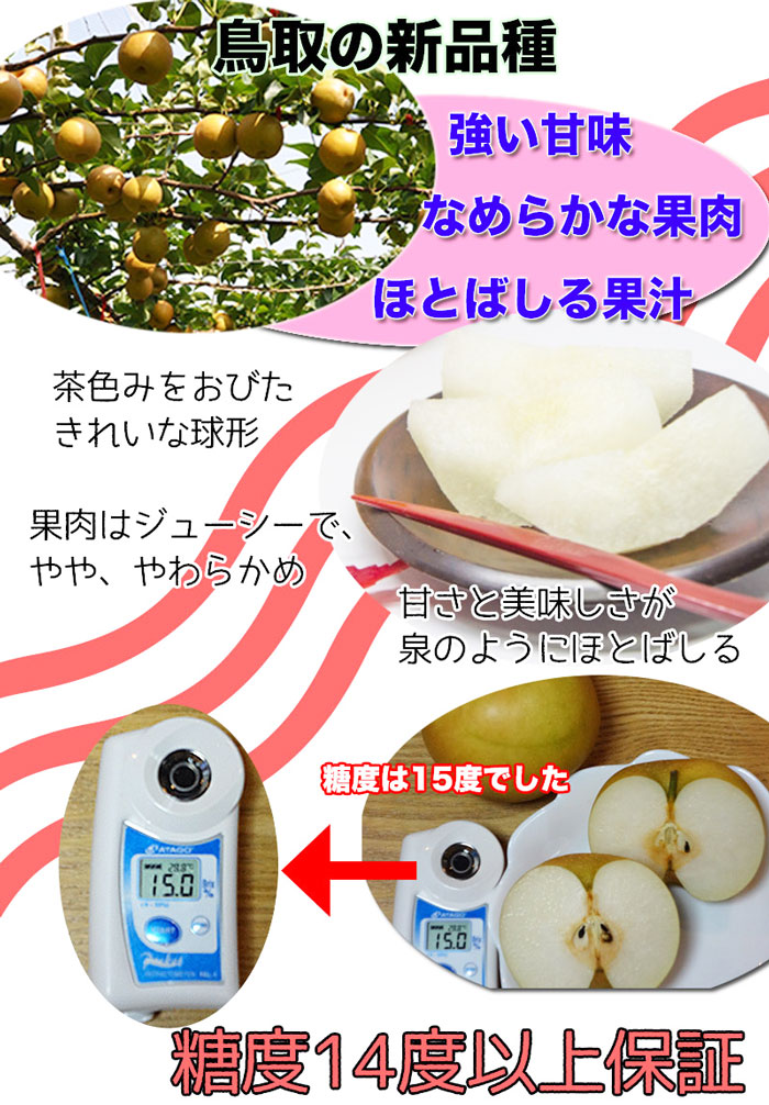 鳥取 新甘泉 梨 秀品 5kg 6玉〜10玉入 糖度14度前後 贈答用