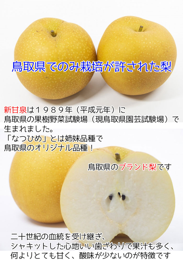 鳥取 新甘泉 梨 秀品 5kg 6玉〜10玉入 糖度14度前後 贈答用