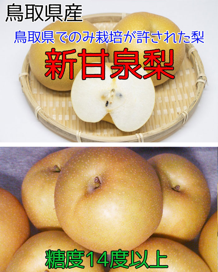 鳥取 新甘泉 梨 秀品 5kg 6玉〜10玉入 糖度14度前後 贈答用